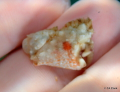 Calappa gallus