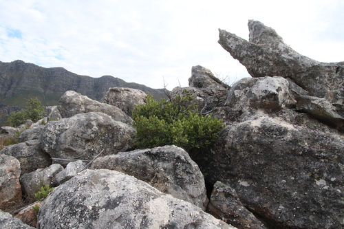 Mountain saffron (Cassine parvifolia)