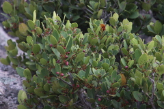 Cassine parvifolia