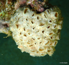 Palythoa
