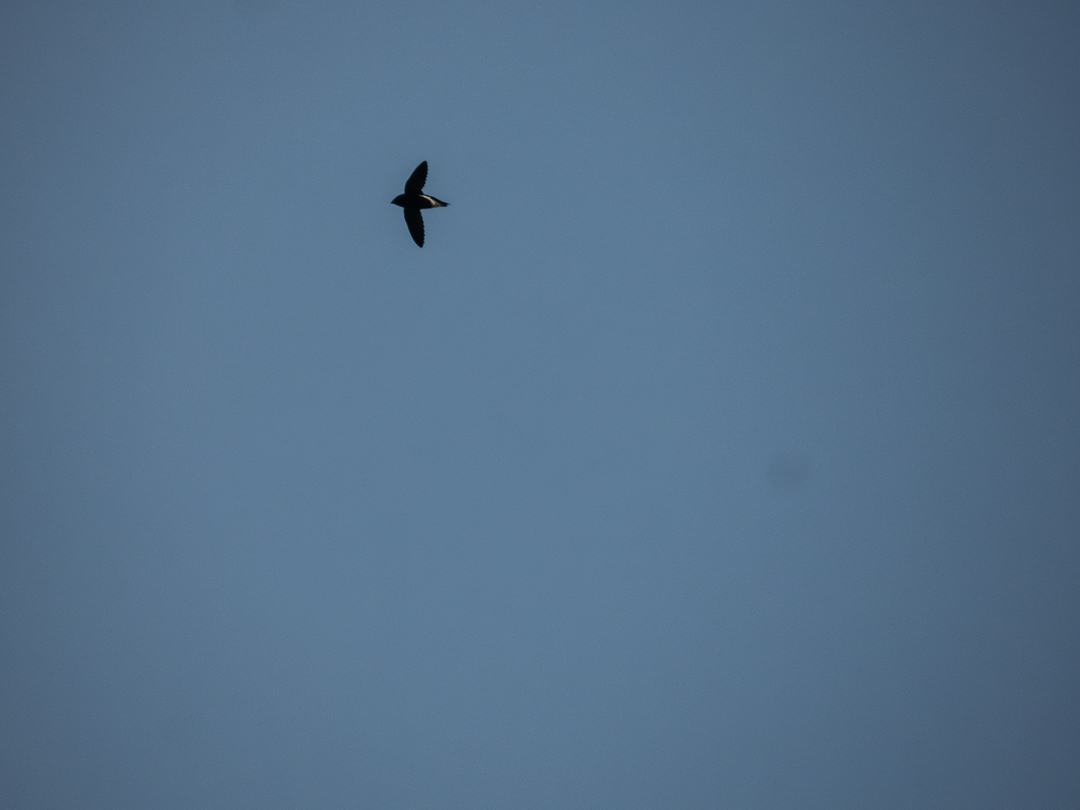 Brown-backed Needletail