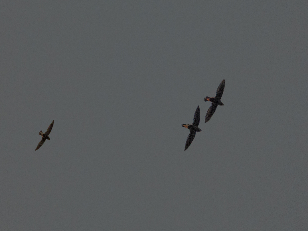 Brown-backed Needletail