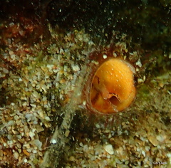 Thylacodes variabilis