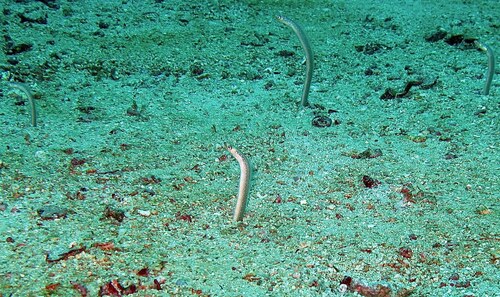 Barnes' garden eel (Gorgasia barnesi) — Congridae — 5