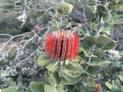 Albany banksia (Banksia coccinea)