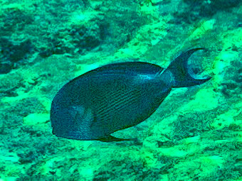 Sohal Surgeonfish