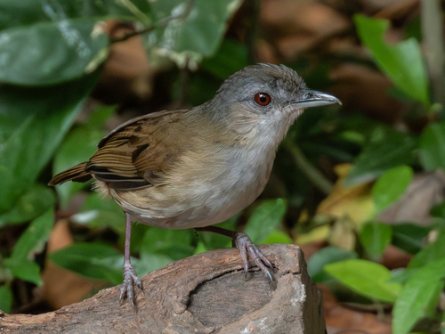 Horsfield's Babbler (Malacocincla sepiaria), photo 6