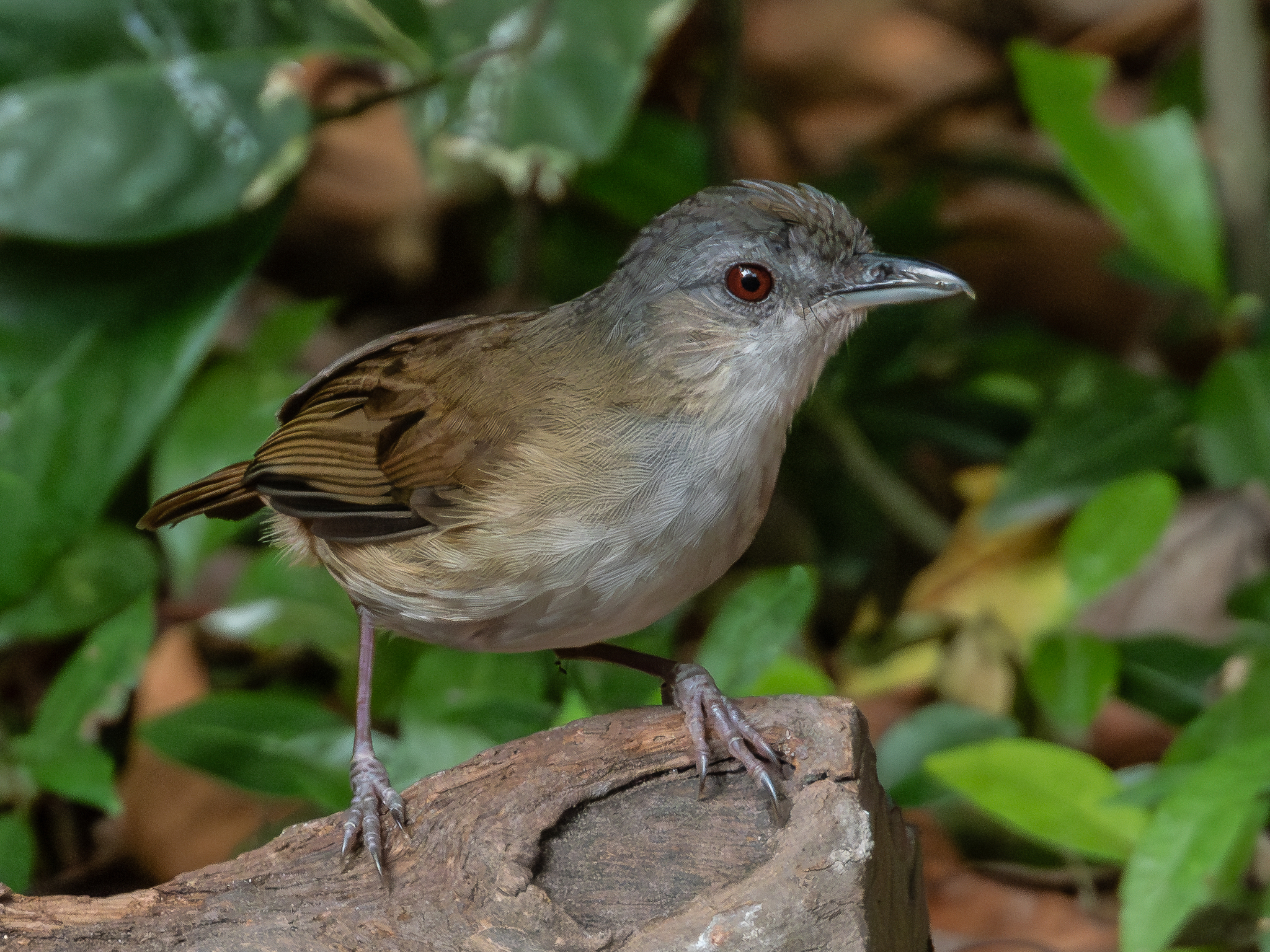 Horsfield's Babbler (Malacocincla sepiaria), photo 6