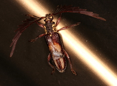 Piesarthrius marginellus