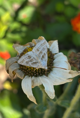 Three-lined Flower Moth photo 5