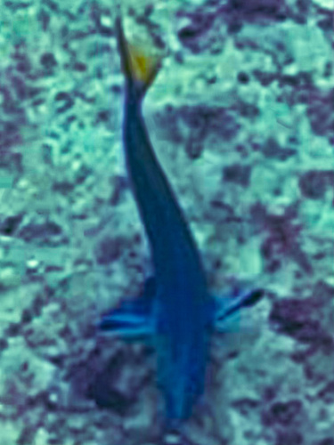 Moon Wrasse