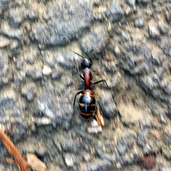 Camponotus obscuripes