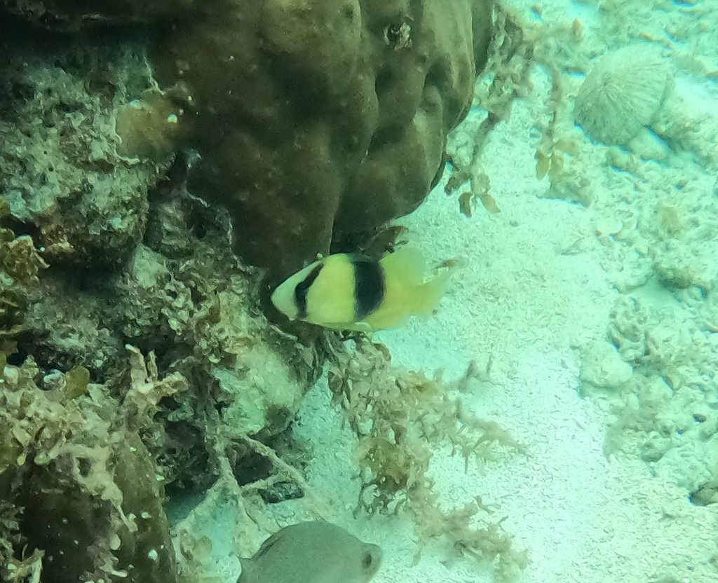 Barred soapfish