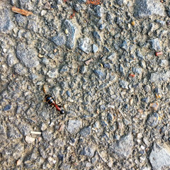Camponotus obscuripes