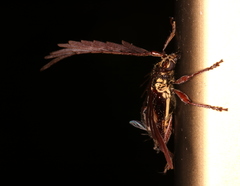 Piesarthrius marginellus