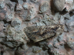 Dryobotodes tenebrosa