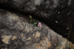 Teedia pubescens