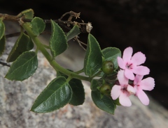 Teedia pubescens