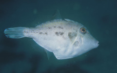 Scobinichthys granulatus