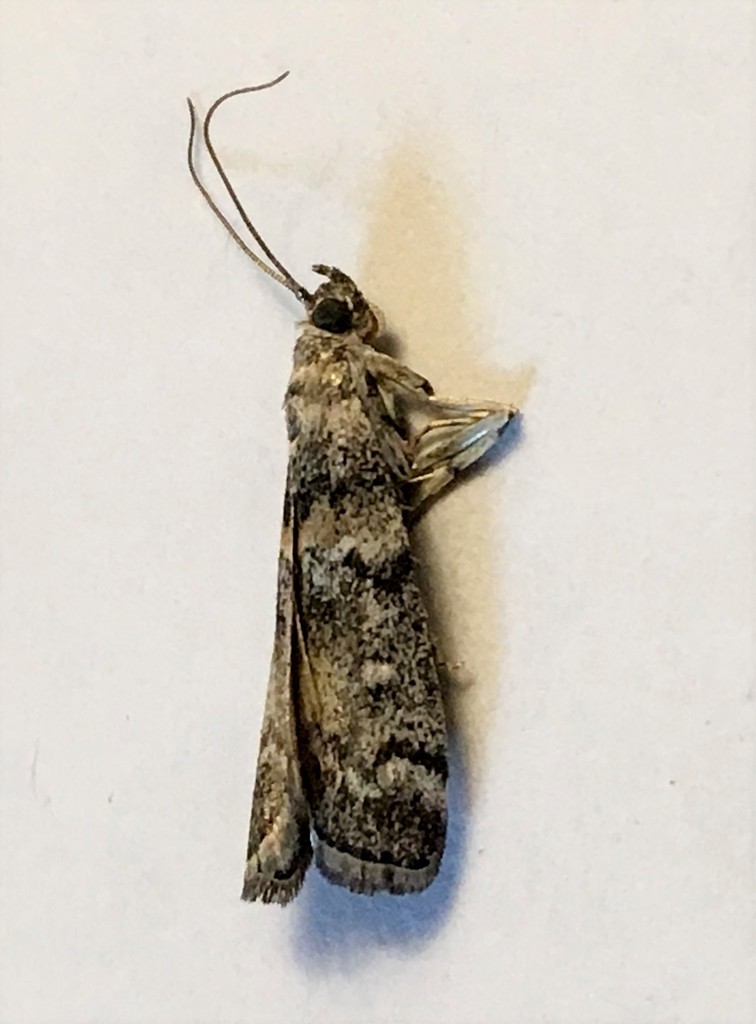 Dioryctria pseudotsugella