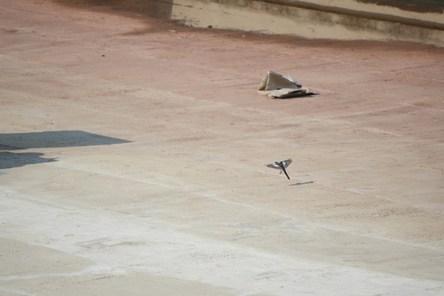 White Wagtail