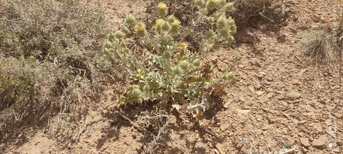 Cousinia chrysochlora