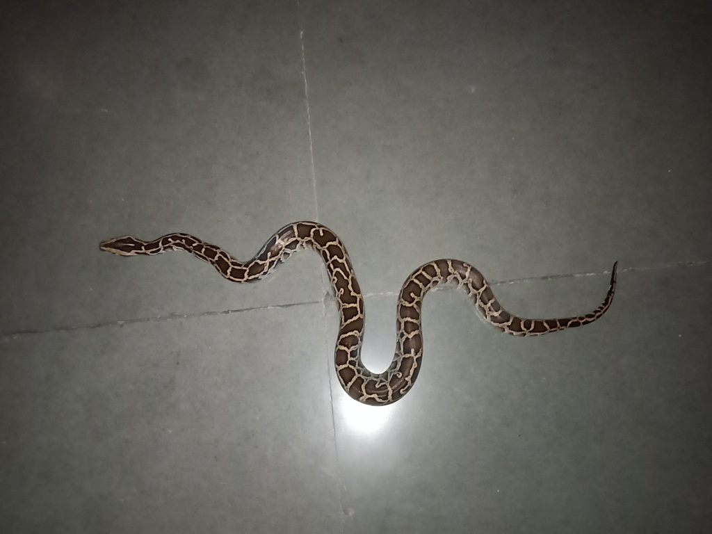 Burmese Python in September 2019 by JJR Naturalists · iNaturalist