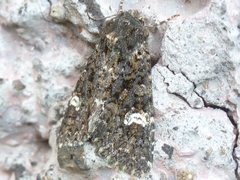 Polymixis serpentina