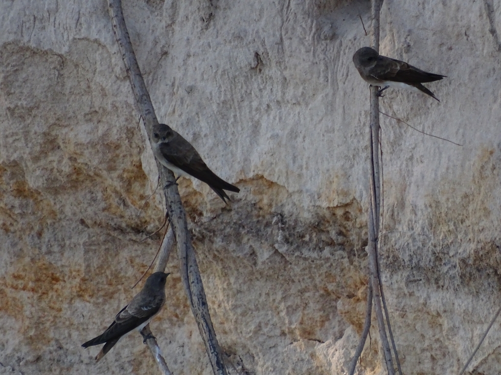 Brown-throated Martin from Kavango East Region, Namibia on April 24 ...