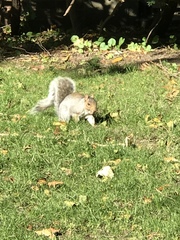 Sciurus carolinensis