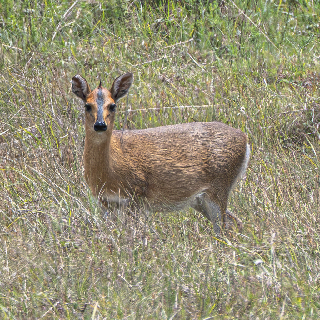 Bush Duiker