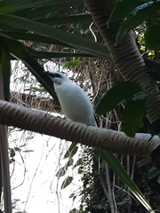 Leucopsar rothschildi