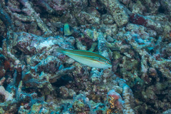 Stethojulis strigiventer