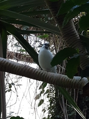 Leucopsar rothschildi