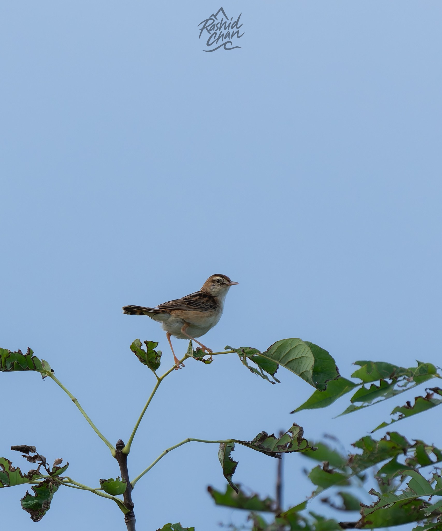 Zitting Cisticola