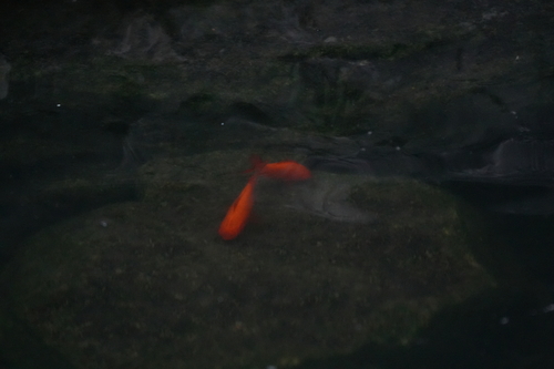 Goldfish