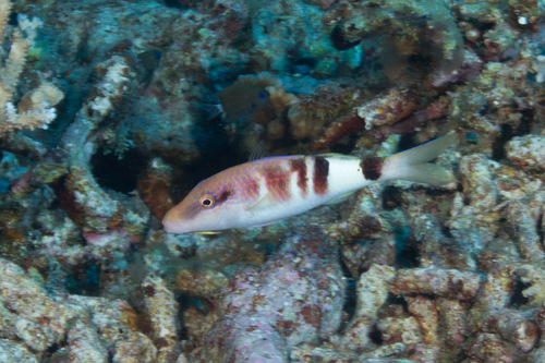 Manybar Goatfish