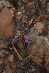 Thereianthus minutus