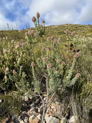 Honeyscent Sceptre (Paranomus roodebergensis)
