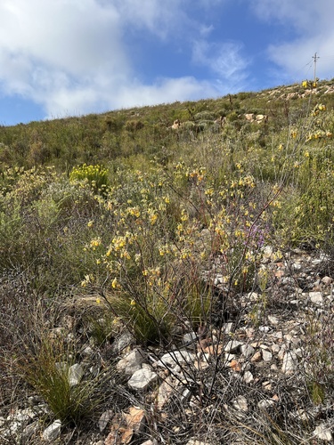 Fragrant Dollsrose (Hermannia odorata)