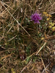 Cirsium japonicum
