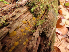Dacrymyces corticioides