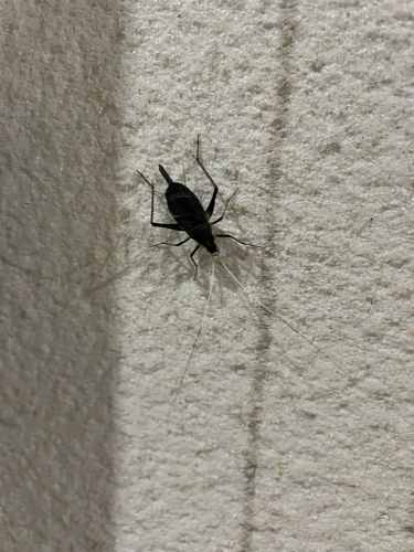 Asian Bell Cricket
