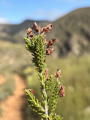 Hind Heath (Erica recta)