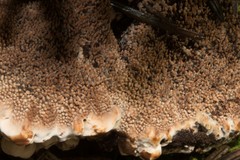 Hydnellum scrobiculatum