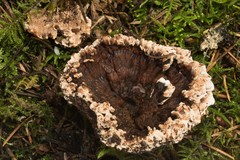 Hydnellum scrobiculatum