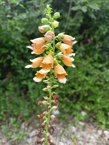 Digitalis laevigata (Digitalis laevigata)