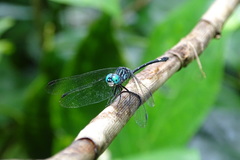 Micrathyria dictynna