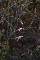 Disa inflexa