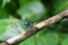 Micrathyria dictynna